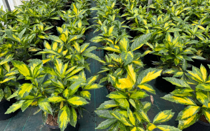 aucuba japonica "klein"